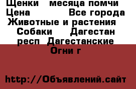 Щенки 4 месяца-помчи › Цена ­ 5 000 - Все города Животные и растения » Собаки   . Дагестан респ.,Дагестанские Огни г.